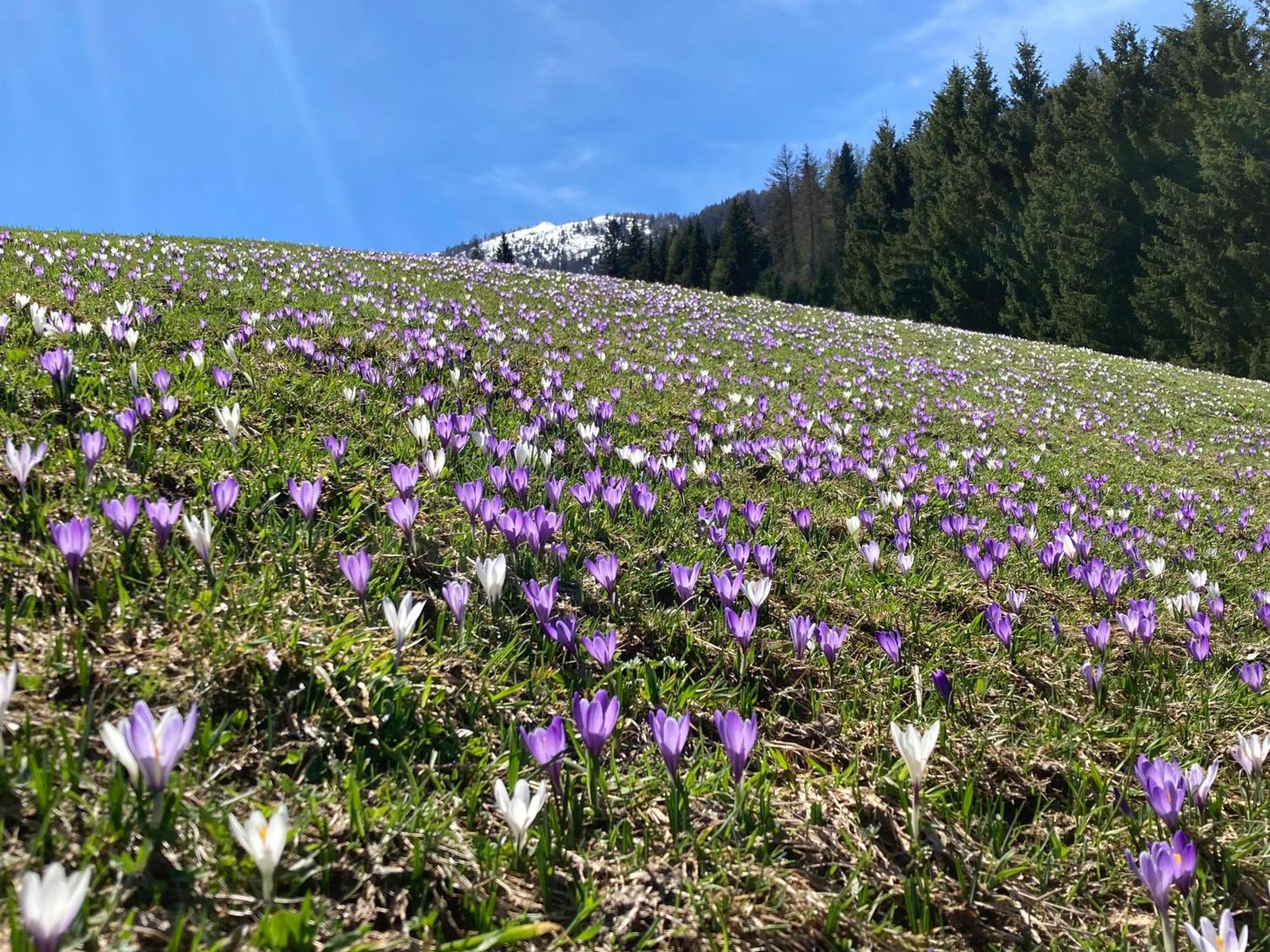 Neuhauserhof Картитш Экстерьер фото